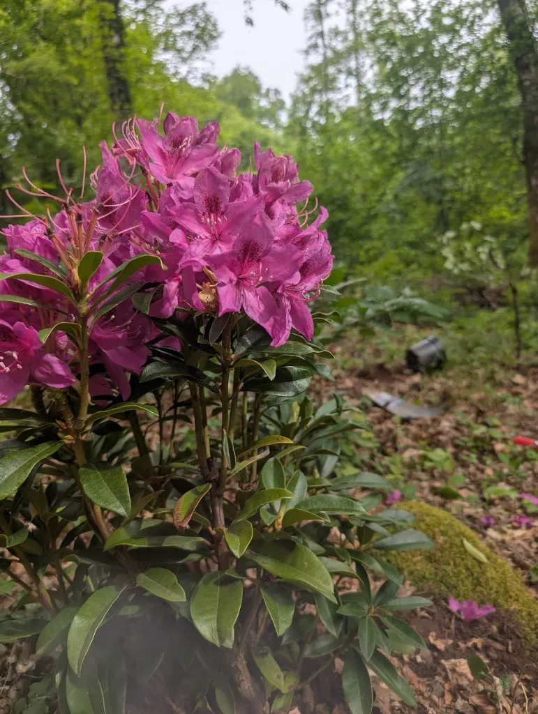 Rhododendron en fleur