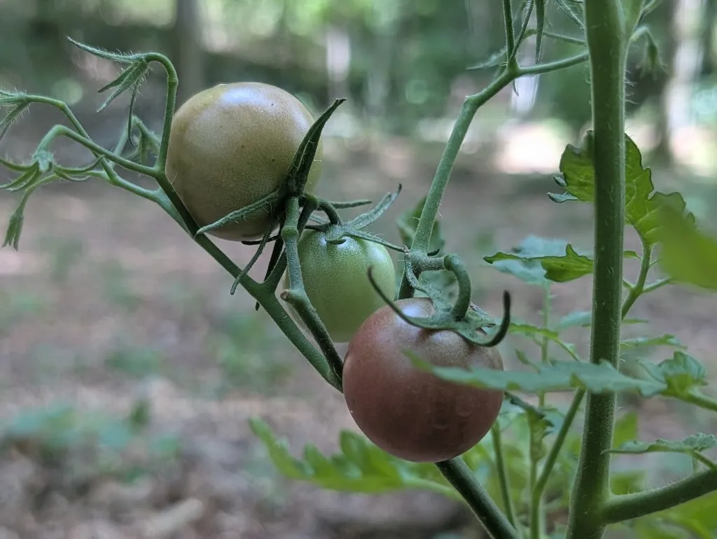 Tomates cerises du jardin